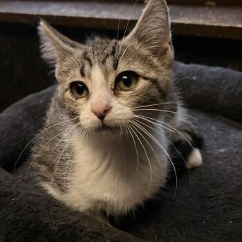 Zazu -  Domestic Short Hair Cat for Adoption in Austintown, Ohio - Zazu | PetCurious