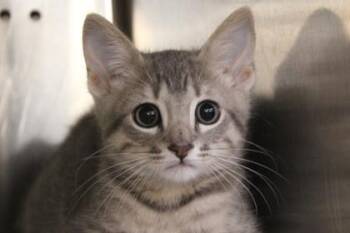 Bamboo -  Domestic Short Hair Cat for Adoption in Kansas City, Missouri - Bamboo | PetCurious