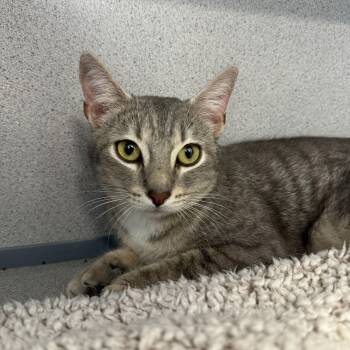 Kevin The Girl -  Domestic Short Hair Cat for Adoption in Brewster, New York - Kevin The Girl | PetCurious