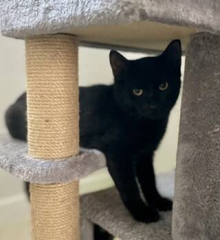 Rescue Domestic Short Hair Cats for Adoption in Fort Worth, Texas - Elwood (pre Adopt) | PetCurious