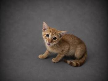 RUSTY -  Domestic Short Hair Cat for Adoption in Winter Haven, Florida - RUSTY | PetCurious