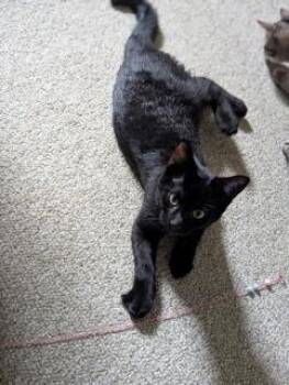 Chocolat Noir -  Domestic Short Hair Cat for Adoption in Montreal, Quebec - Chocolat Noir | PetCurious