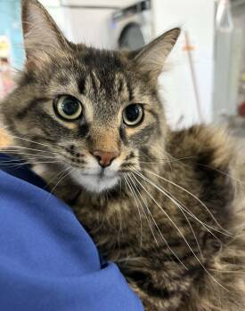 Domestic Long Hair Cats Available for Adoption in Allegan, Michigan - Razorman  | PetCurious