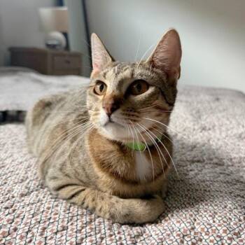 Canela Gato -  Tabby and Domestic Short Hair Cat for Adoption in Friendswood, Texas - Canela Gato | PetCurious