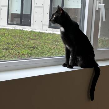 Derby -  Domestic Short Hair Cat for Adoption in Evanston, Illinois - Derby | PetCurious
