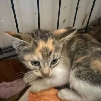 McDonalds -  Domestic Short Hair Cat for Adoption in Stephenville, Texas - McDonalds | PetCurious