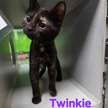 Twinkie -  Domestic Short Hair Cat for Adoption in Parkersburg, West Virginia - Twinkie | PetCurious