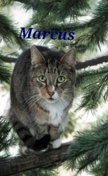 Marcus -  Domestic Short Hair Cat for Adoption in Jim Thorpe, Pennsylvania - Marcus | PetCurious