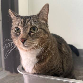 Domestic Short Hair Cats Available for Adoption - Delilah | PetCurious
