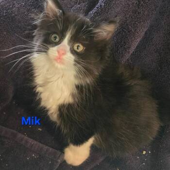 Mik -  Domestic Long Hair Cat for Adoption in Belfair, Washington - Mik | PetCurious