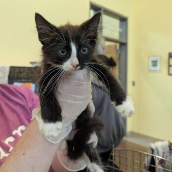 Stefan -  Domestic Medium Hair Cat for Adoption in Lynchburg, Virginia - Stefan | PetCurious