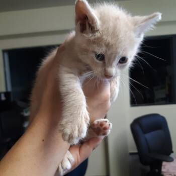 Maggie -  Domestic Short Hair Cat for Adoption in Volcano, Hawaii - Maggie | PetCurious