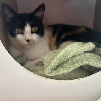 Domestic Short Hair Cats Available for Adoption in Leander, Texas - Ezra | PetCurious