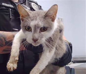 A1267790 -  Domestic Short Hair Cat for Adoption in Charlotte, North Carolina - A1267790 | PetCurious