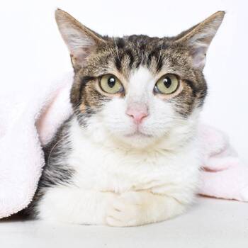 Oasis -  Domestic Short Hair Cat for Adoption in Springfield, Illinois - Oasis | PetCurious