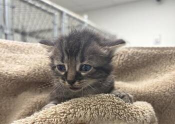 Domestic Medium Hair Cats Available for Adoption in Rosenberg, Texas - LULU | PetCurious