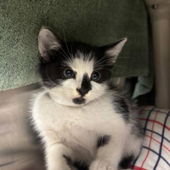 Subu -  Domestic Short Hair Cat for Adoption in Pasadena, California - Subu | PetCurious