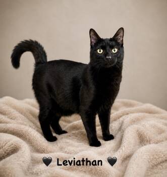 Leviathan -  Domestic Short Hair Cat for Adoption in Copley, Ohio - Leviathan | PetCurious