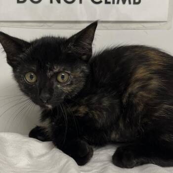 Aspen -  Domestic Short Hair Cat for Adoption in West Palm Beach, Florida - Aspen | PetCurious