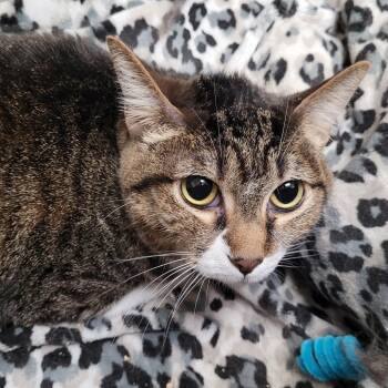 Domestic Short Hair Cats Available for Adoption - Sam | PetCurious