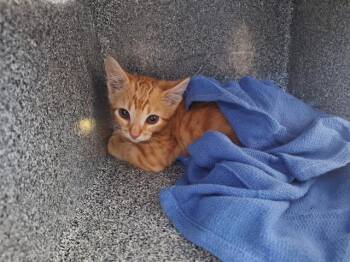 Domestic Short Hair Cats Available for Adoption - COAST | PetCurious