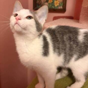 Bruno -  Domestic Short Hair Cat for Adoption in Woodstock, Virginia - Bruno | PetCurious