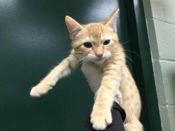 Domestic Short Hair Cats Available for Adoption - A1891990 | PetCurious