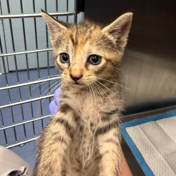 Queen -  Domestic Short Hair Cat for Adoption in Greensboro, North Carolina - Queen | PetCurious