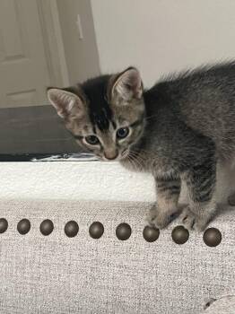 Domestic Short Hair Cats Available for Adoption in Lancaster, California - Toby | PetCurious