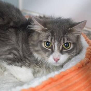 Benny -  Domestic Medium Hair and Domestic Short Hair Cat Available for Adoption in Verona, Wisconsin - Benny | PetCurious