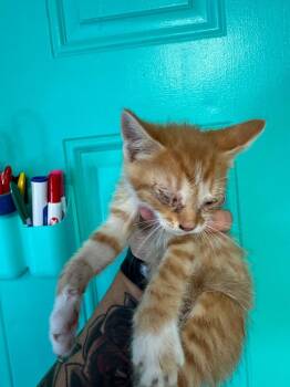 Ember -  Domestic Short Hair Cat for Adoption in Johnson City, Tennessee - Ember | PetCurious