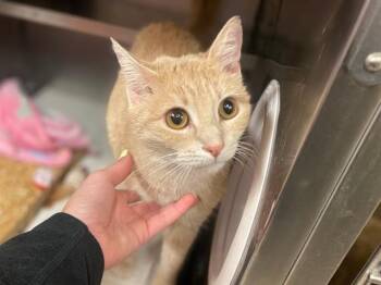 PEACHES -  Domestic Short Hair Cat for Adoption in Fort Wayne, Indiana - PEACHES | PetCurious