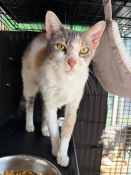 Calico Cats Available for Adoption in Margate, Florida - Dianne | PetCurious