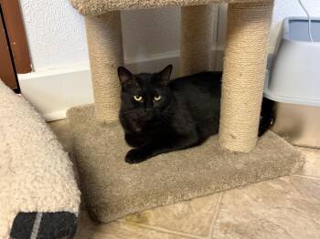 Domestic Short Hair Cats Available for Adoption - Ophelia | PetCurious
