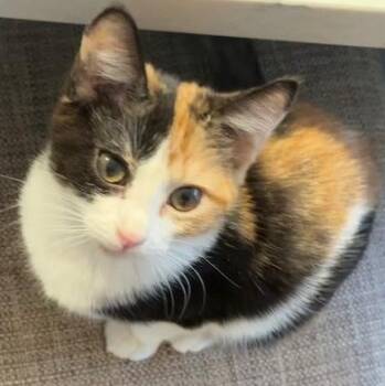 Domestic Short Hair and Calico Cats Available for Adoption - Melanie Miller | PetCurious