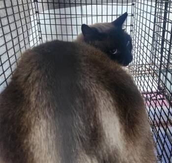 Siamese Cats Available for Adoption in Fort Lauderdale, Florida - A2475077 | PetCurious