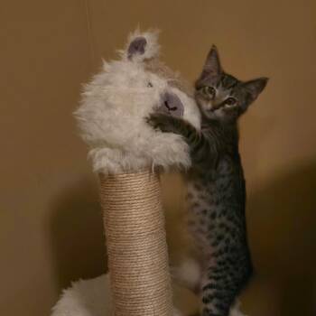 Scampi -  Domestic Short Hair Cat for Adoption in Warrior, Alabama - Scampi | PetCurious