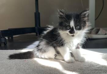 Gg Litter Perle -  Domestic Short Hair Cat for Adoption in Livonia, Michigan - Gg Litter Perle | PetCurious