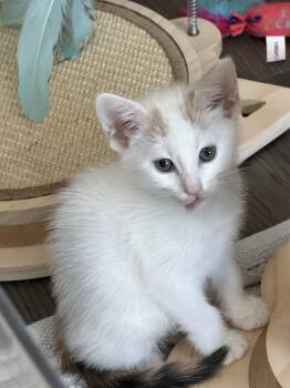 Nimbus -  American Shorthair Cat for Adoption in Round Rock, Texas - Nimbus | PetCurious