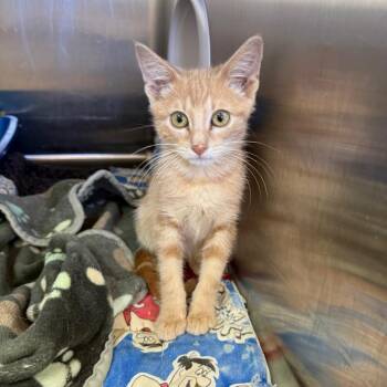 Cavalier 54195 -  Domestic Short Hair Cat for Adoption in Las Vegas, Nevada - Cavalier 54195 | PetCurious