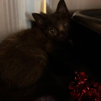 Chubi -  Domestic Short Hair Cat for Adoption in Rocky Mount, Virginia - Chubi | PetCurious