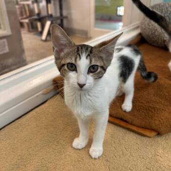 Pretty Patty -  Domestic Short Hair Cat for Adoption in Fresno, California - Pretty Patty | PetCurious