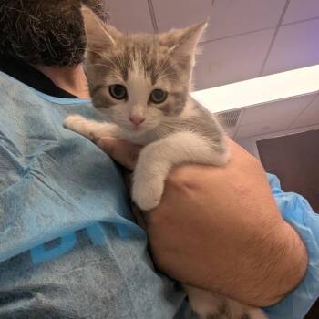 Ash -  Domestic Short Hair Cat for Adoption in New York, New York - Ash | PetCurious