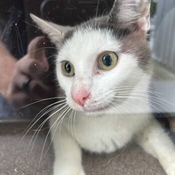 Domestic Short Hair Cats Available for Adoption in Greensboro, North Carolina - Lamb Chop | PetCurious