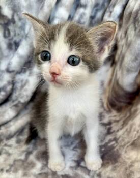 Arabella -  Domestic Short Hair Cat for Adoption in Port Washington, Wisconsin - Arabella | PetCurious