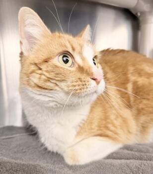 Domestic Short Hair Cats Available for Adoption - Tomas | PetCurious