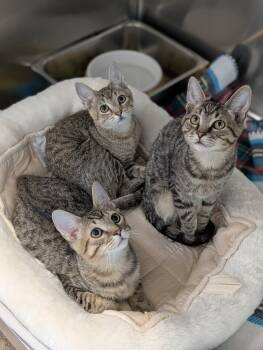 Domestic Short Hair Cats Available for Adoption - Rascal | PetCurious