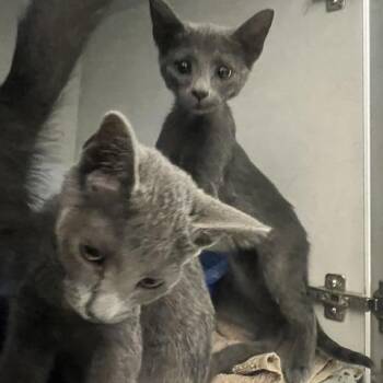 Honey Boo Boo -  Domestic Short Hair Cat for Adoption in Dayton, Ohio - Honey Boo Boo | PetCurious