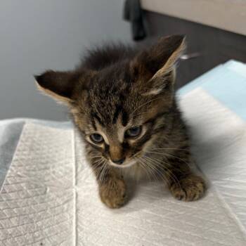.jpeg -  Domestic Short Hair Cat for Adoption in Oak Park, Illinois - .jpeg | PetCurious