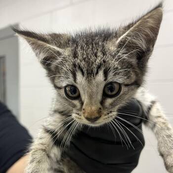 American Shorthair Cats Available for Adoption in Lufkin, Texas - Ember | PetCurious